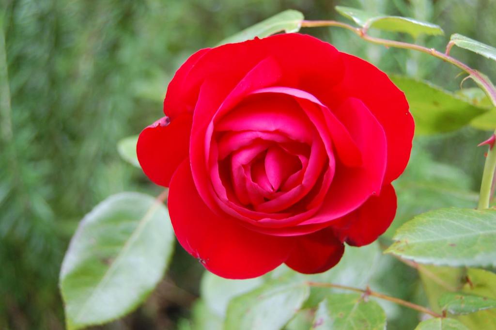 Dylans Country Cottages - Resim 18