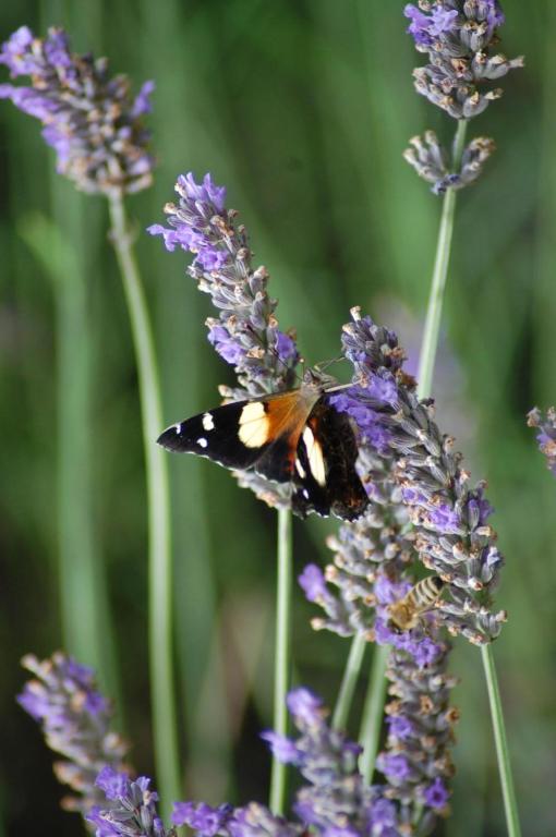 Dylans Country Cottages - Resim 19