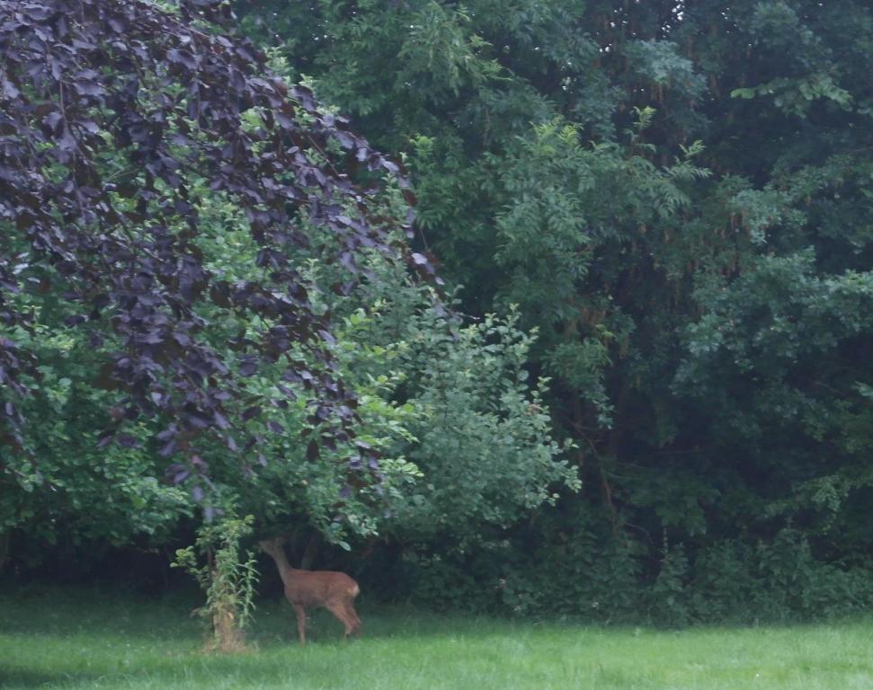 een hert in het gras onder een boom bij Ringslund B&B in Galten
