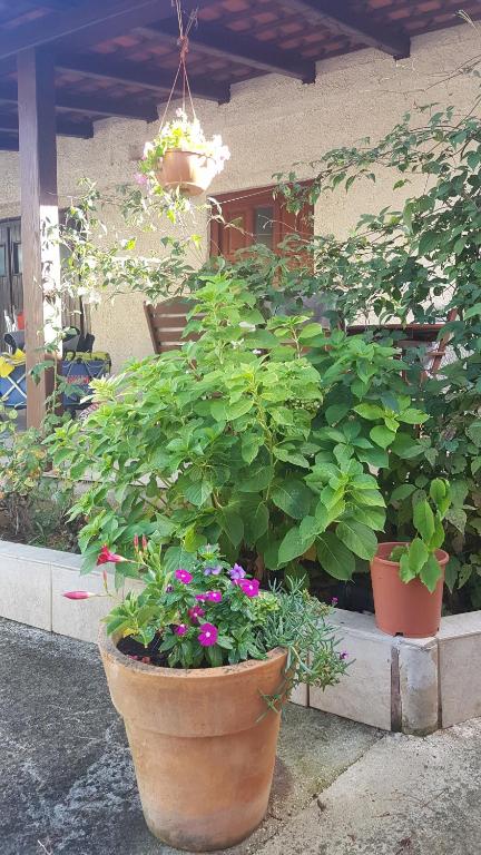 Zahrada ubytování Apartment Ecio