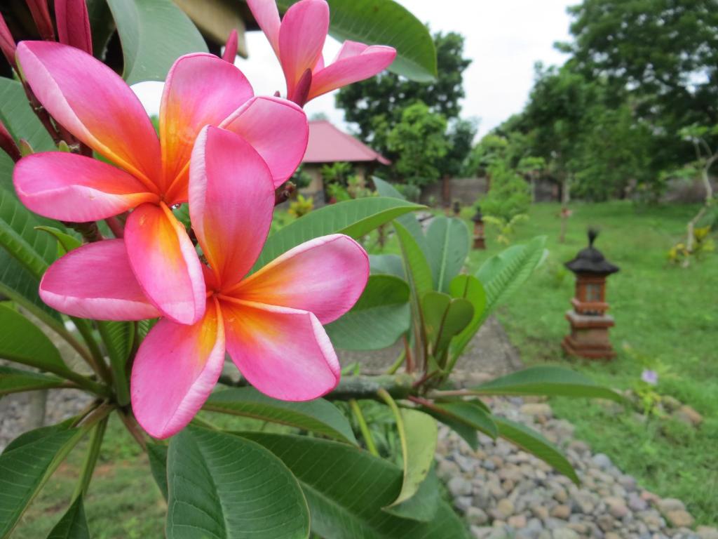 a pink and orange flower on a plant at TEGAL SARI, Pemuteran- North Bali in Pemuteran