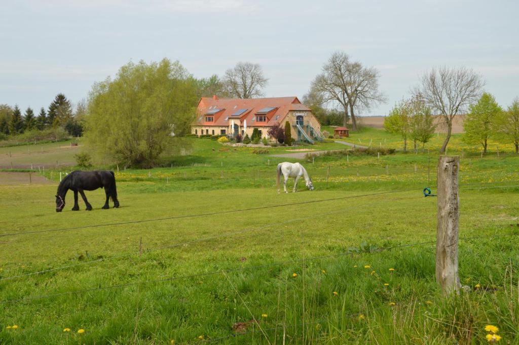 deux chevaux paissant dans un champ devant une maison dans l'établissement Heu-Ferienhof Altkamp, à Putbus