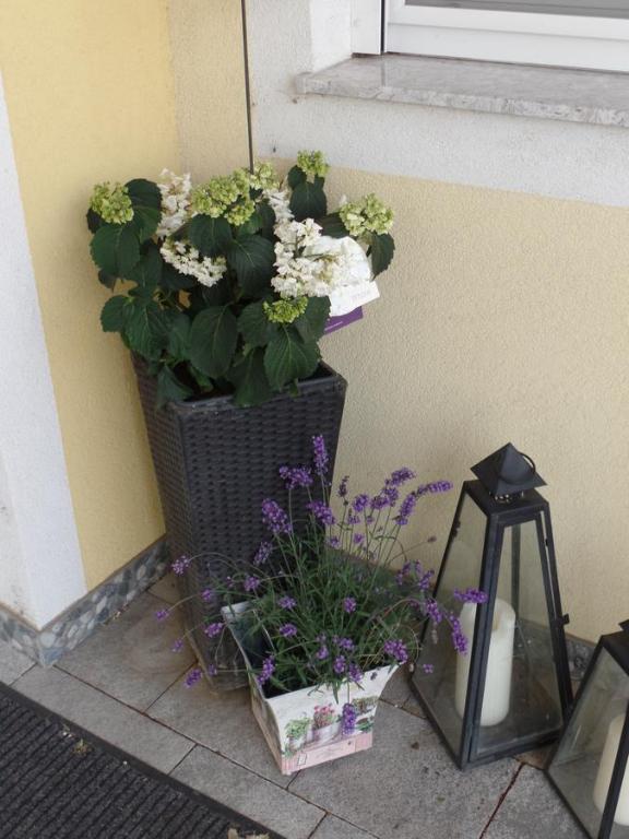 Zahrada ubytování Hotel Bauer