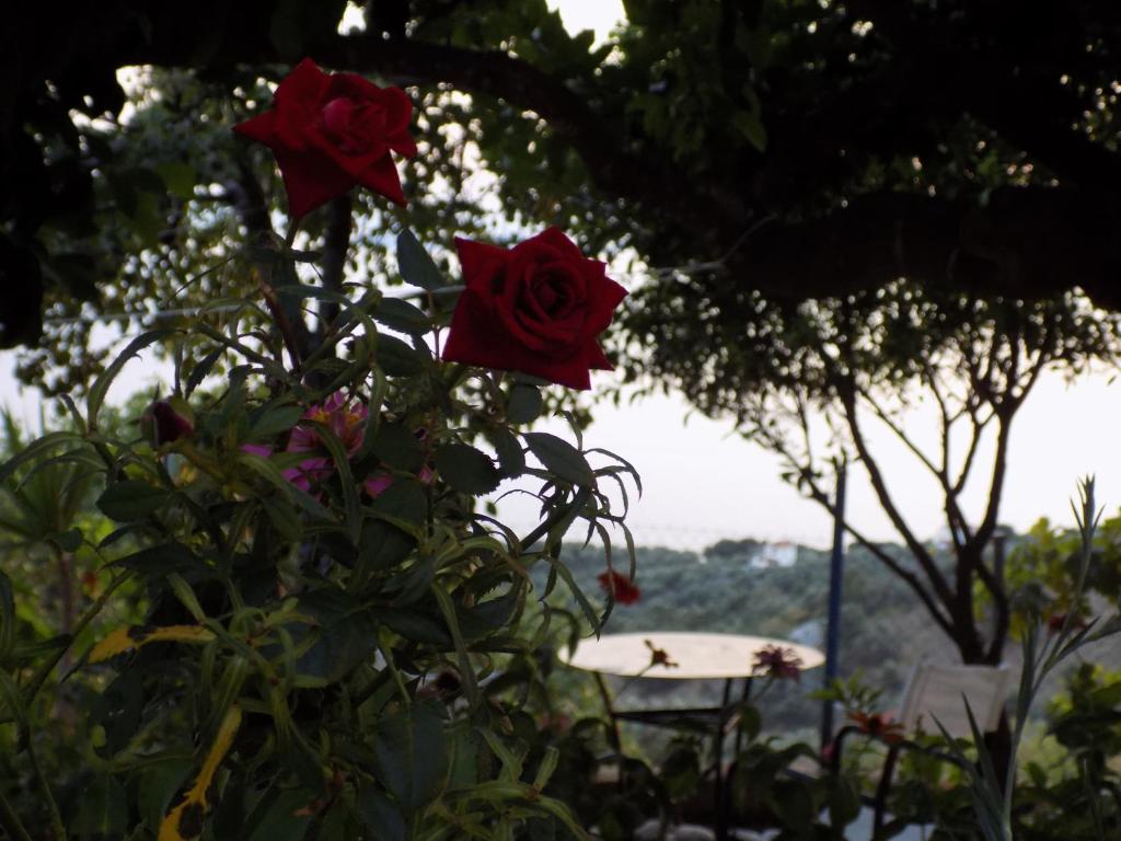 un gruppo di rose rosse su un albero di Angelinas House a Glossa