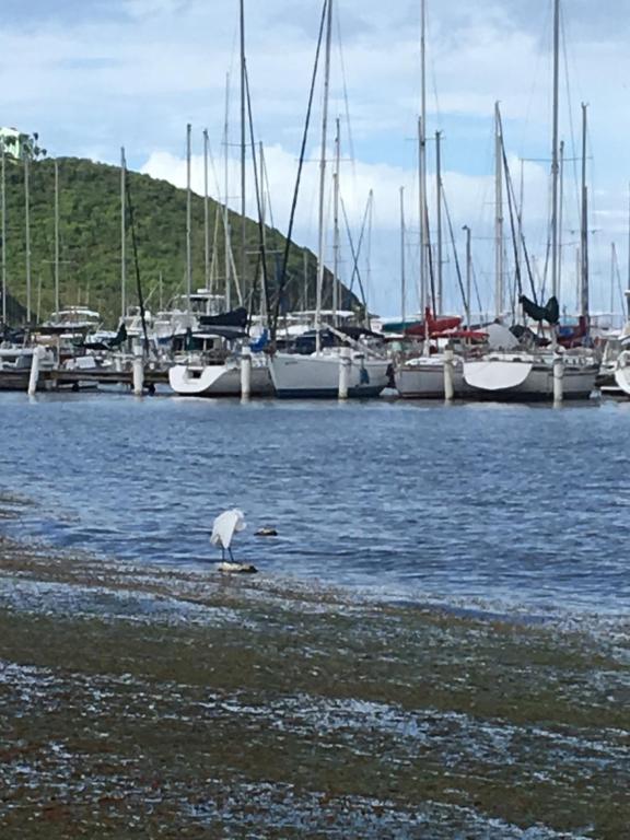 uma ave de pé na costa de uma marina com barcos em Luxury Apartment with Ocean Views em Fajardo