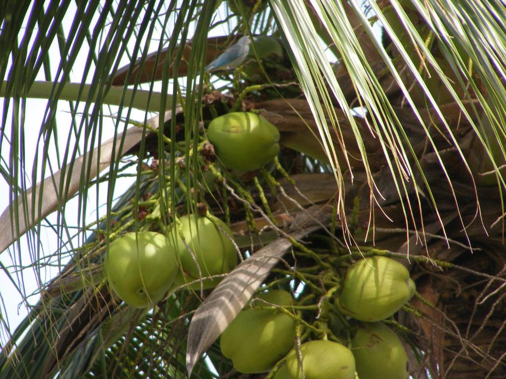 Pousada da Mércia - Itapuã (BA)
