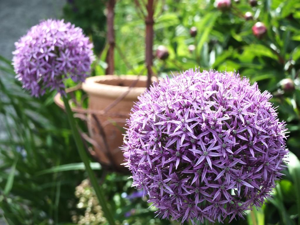 Zahrada ubytování Ferienhaus in der Schlipfing mit Garten