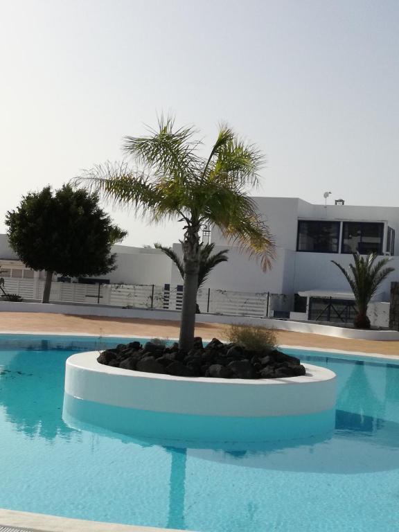 a palm tree in a pot next to a swimming pool at Casa Yaiza in Puerto Calero
