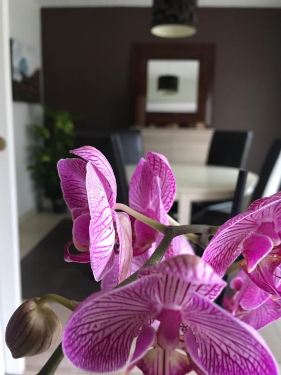 une fermeture d'une fleur violette sur une table dans l'établissement Nano House, à Bègles