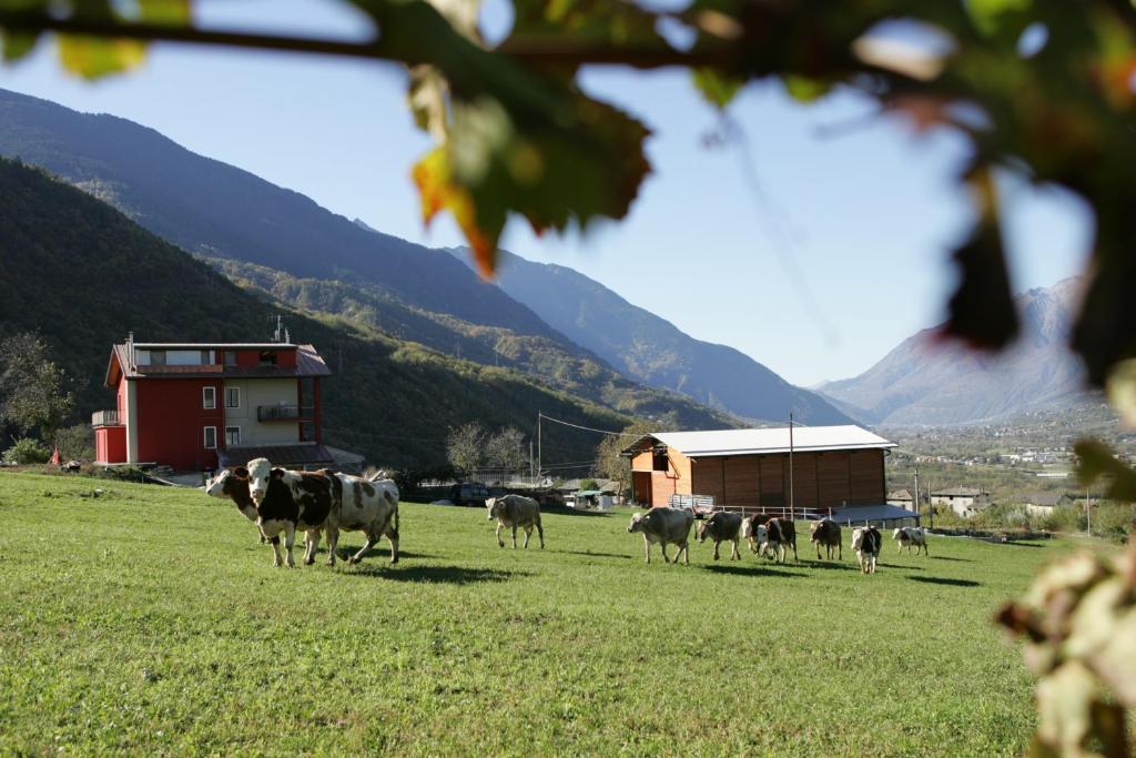 AlbosaggiaにあるAgriturismo Stella Orobicaの草原を歩く牛の群れ
