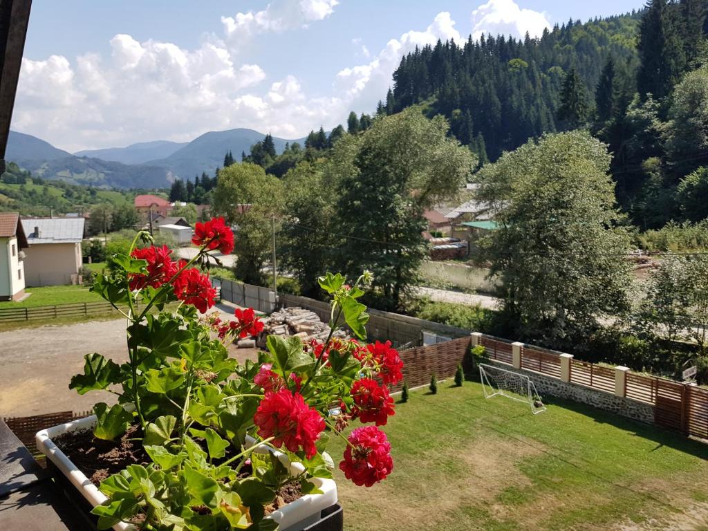 un jardín con flores rojas y vistas a un valle en Casa Teodor Rucăr Casă de oaspeți, en Rucăr