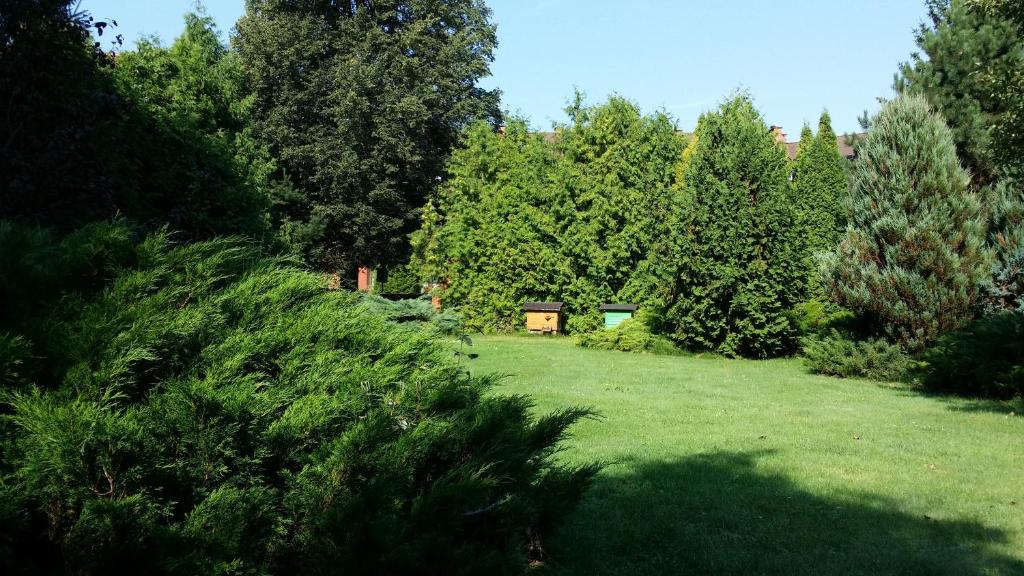 trawnik z drzewami i dom w tle w obiekcie Kwiatowa Zagroda w Białowieży