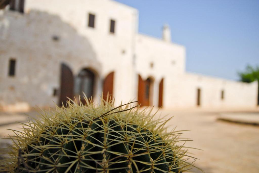 zielony kaktus przed budynkiem w obiekcie Masseria Valente w mieście Ostuni