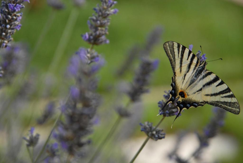 a butterfly perched on top of purple flowers at Masseria Valente in Ostuni