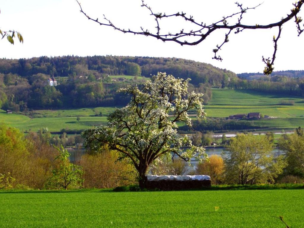 a tree in the middle of a green field at Ferienwohnung Gita in Öhningen