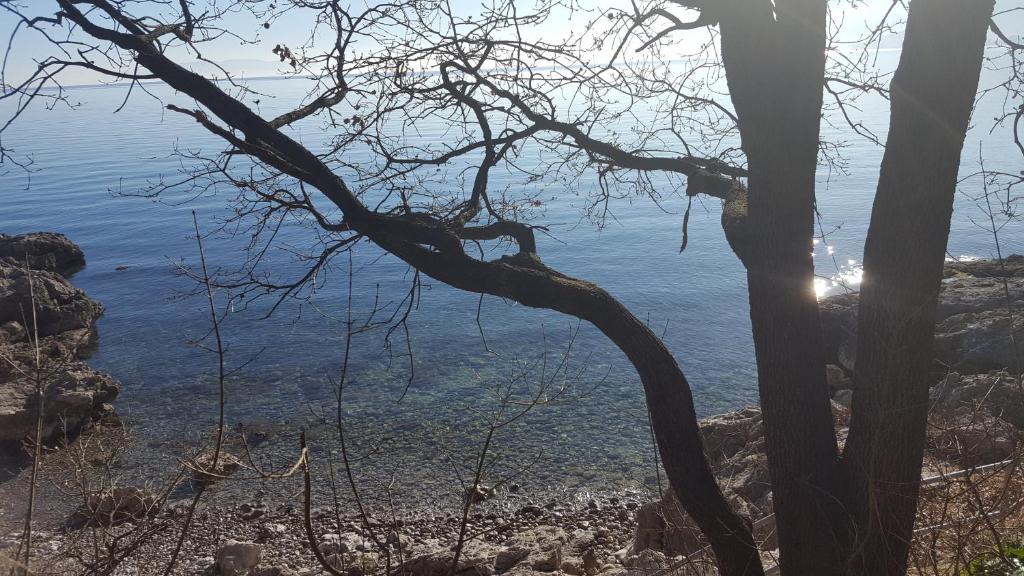 a tree sitting on the side of a body of water at Apartment Sandi in Rijeka