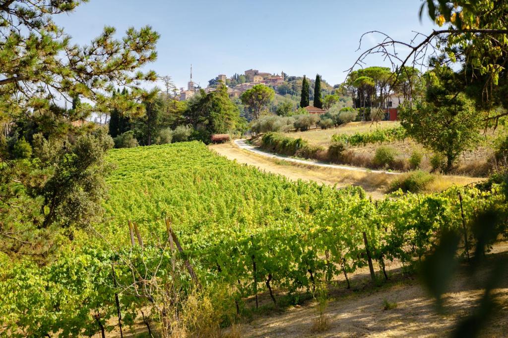 a vineyard with a road in the middle of a field at RomagnaBNB Il Vigneto Cottage in Bertinoro