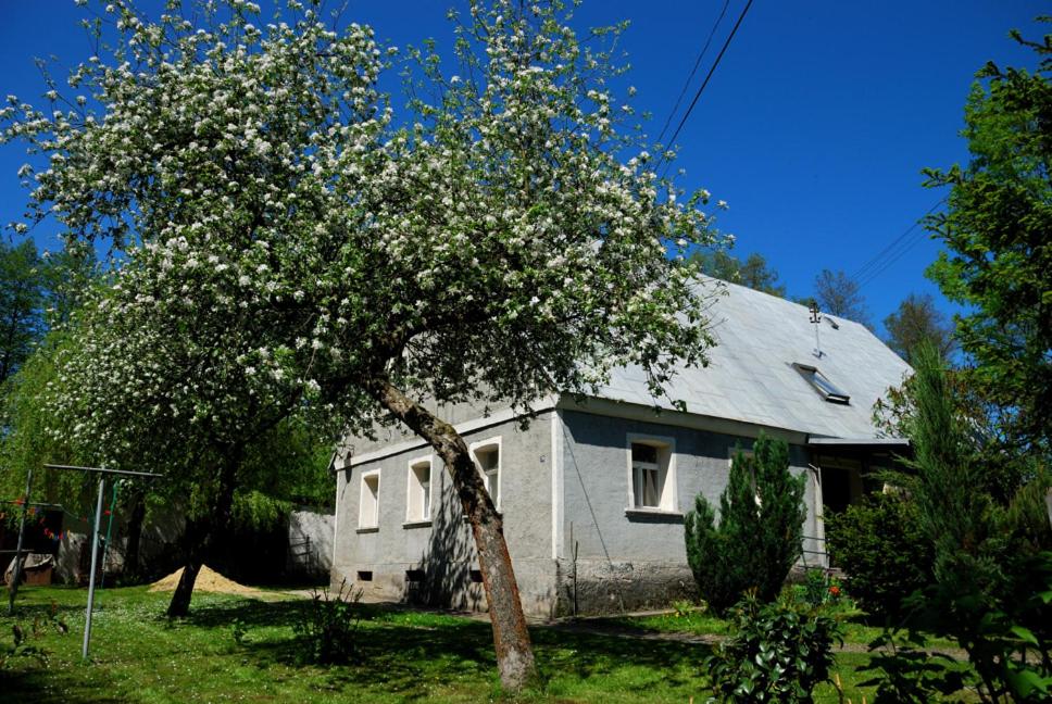 a tree with white flowers in front of a house at Noclegi nad Pośną in Radków