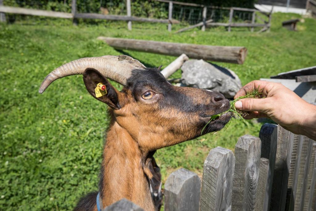 Aparthotel Paradies - Schrempfgut - 14