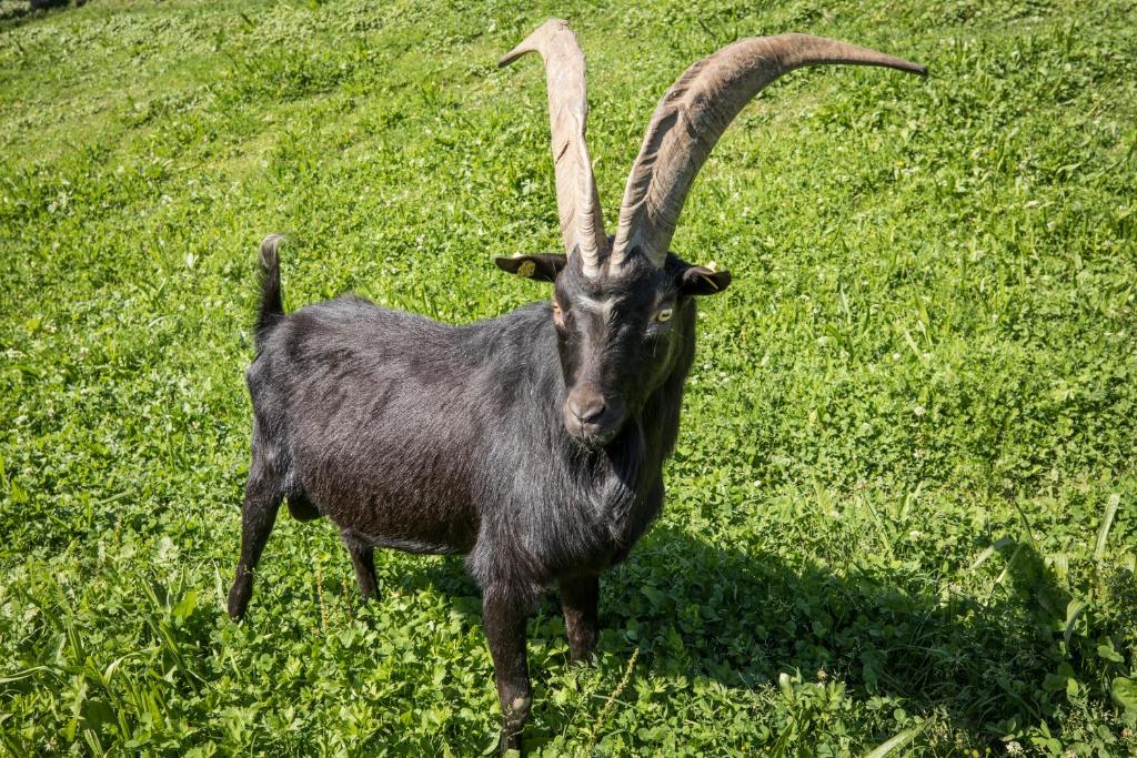 Aparthotel Paradies - Schrempfgut - 17