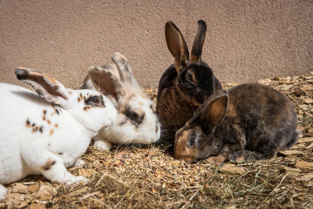 Aparthotel Paradies - Schrempfgut - 15