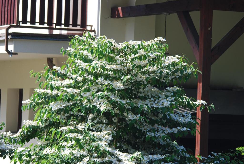 Zahrada ubytování Ivanek guest house