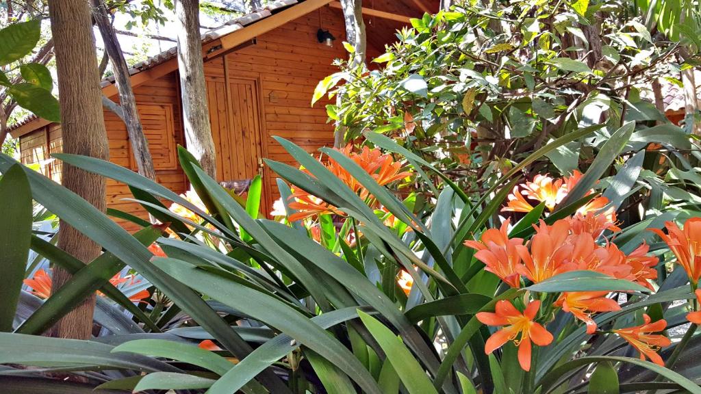 a group of orange flowers in front of a building at Residence Villaggio Verde in Sorrento