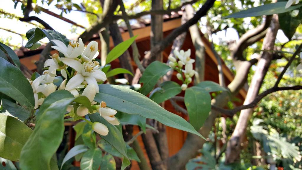 a tree with white flowers in front of a fence at Residence Villaggio Verde in Sorrento