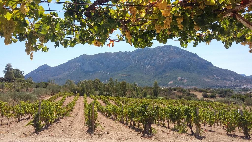 un vigneto con una montagna sullo sfondo di Punteri a Loculi