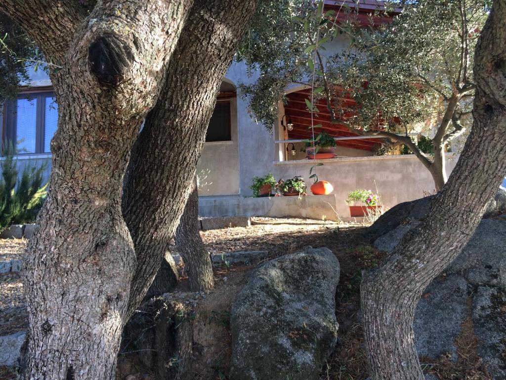 a tree with a rock in front of a house at S'umbra de S'ozzastru in Orgosolo