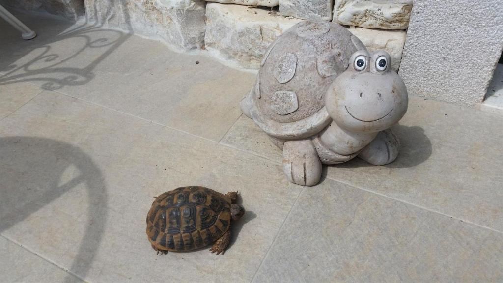 Altri animali domestici presso l'appartamento o nei dintorni