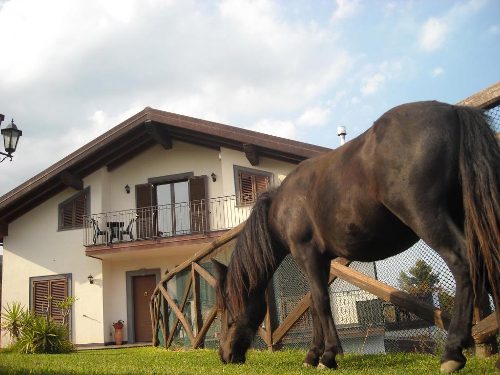 un cavallo che pascola sull'erba di fronte a una casa di Aurora dell'Etna a Zafferana Etnea
