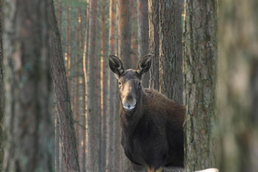 ein brauner Elch steht zwischen zwei Bäumen im Wald in der Unterkunft Kwatera na Bagnach in Osowiec