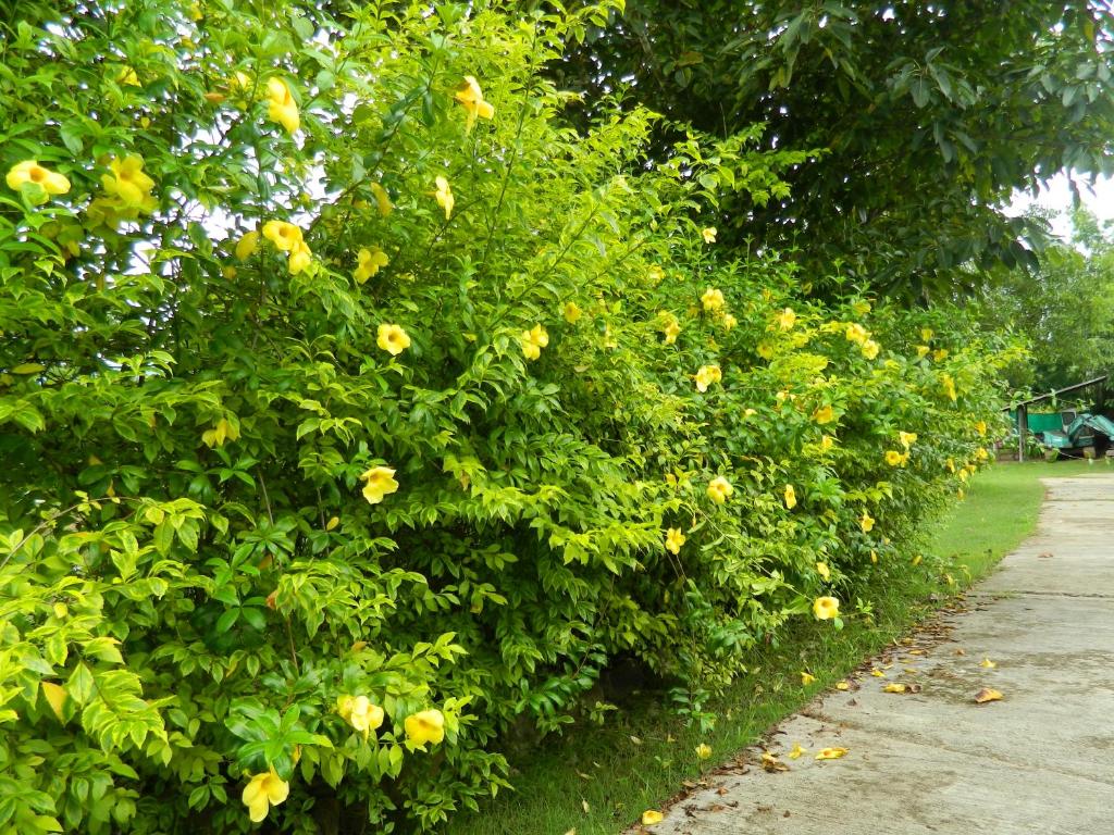 Zahrada ubytování Pai Iyara Resort