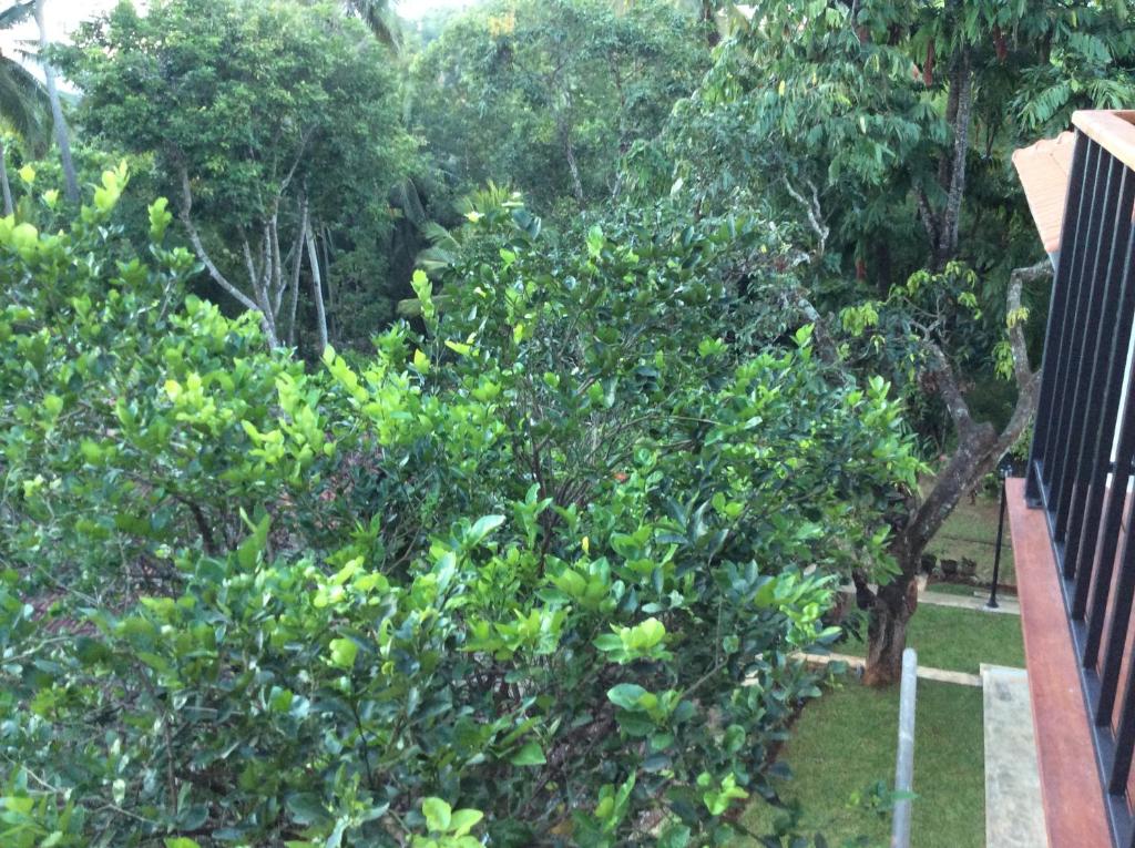 Zahrada ubytování Windy Ridge Kandy