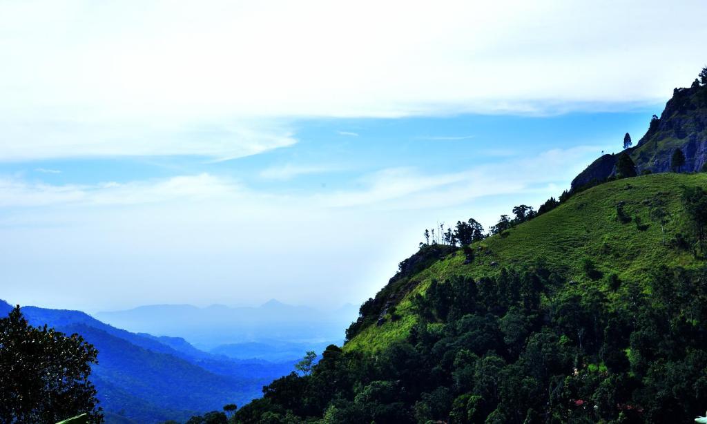 Blooming Rose Ella - 1