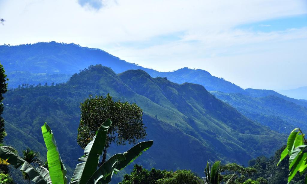 Blooming Rose Ella - 2