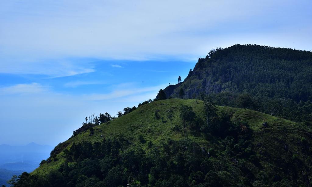 Blooming Rose Ella - 4