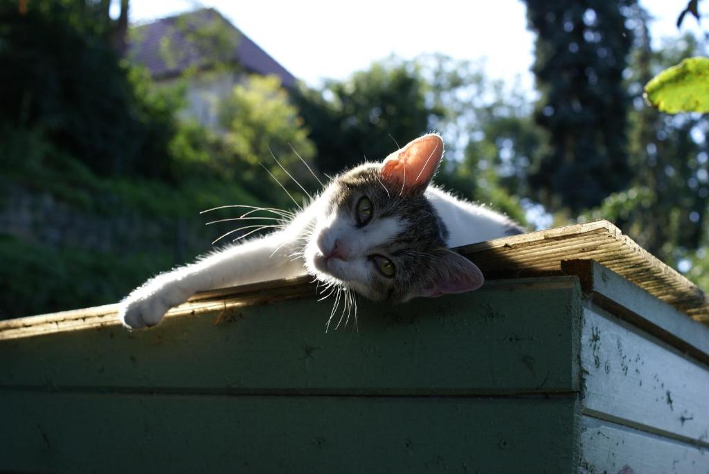 Ospiti di Villa Letná con animali domestici