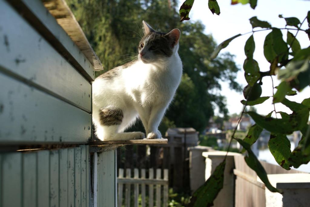 Ospiti di Villa Letná con animali domestici