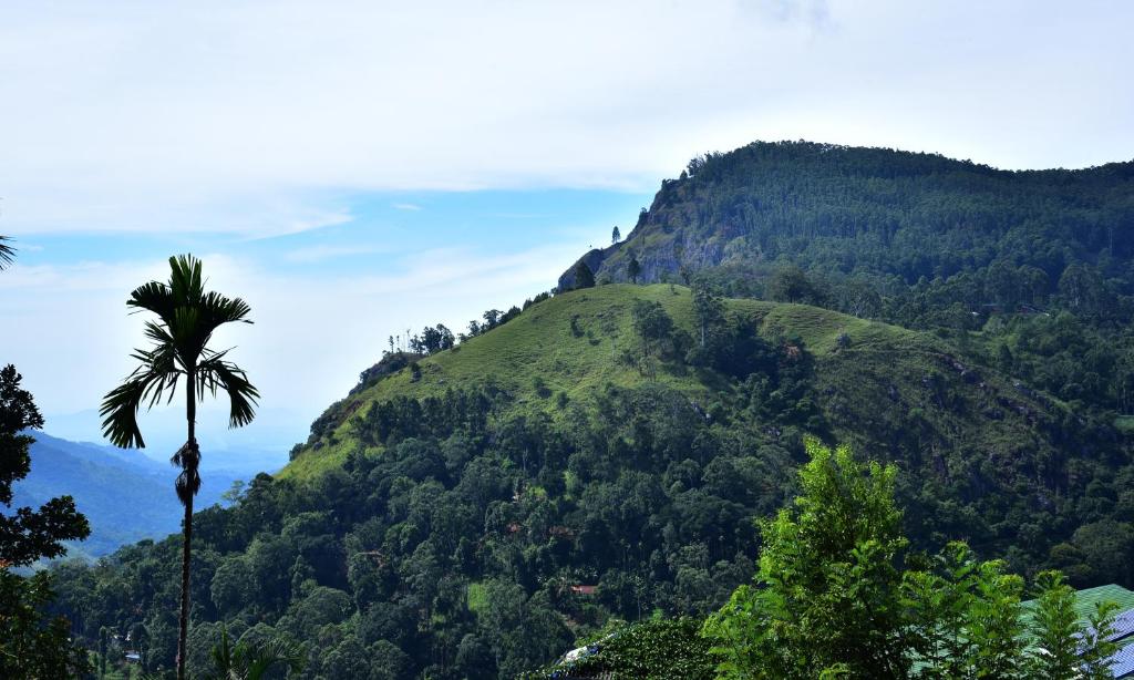 Blooming Rose Ella - 3