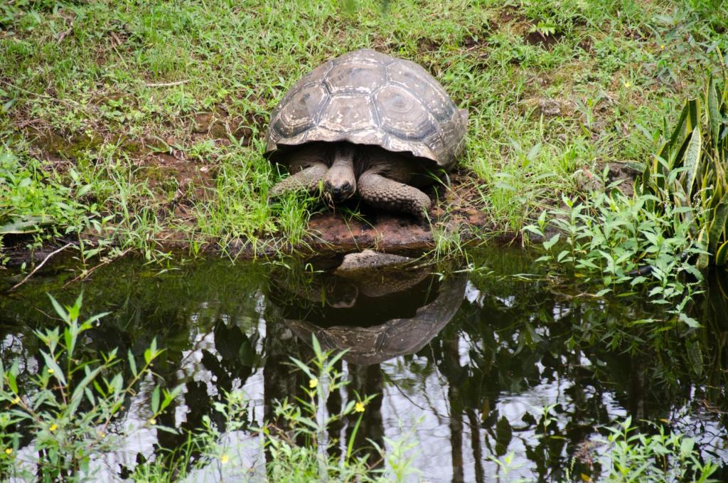 Zvířata v hotelu nebo okolí