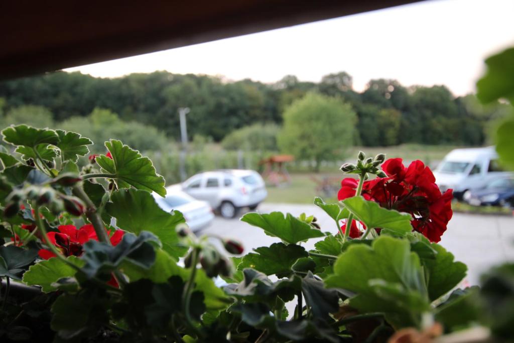 una planta con flores rojas en una ventana en Panorama, en Cehu Silvaniei
