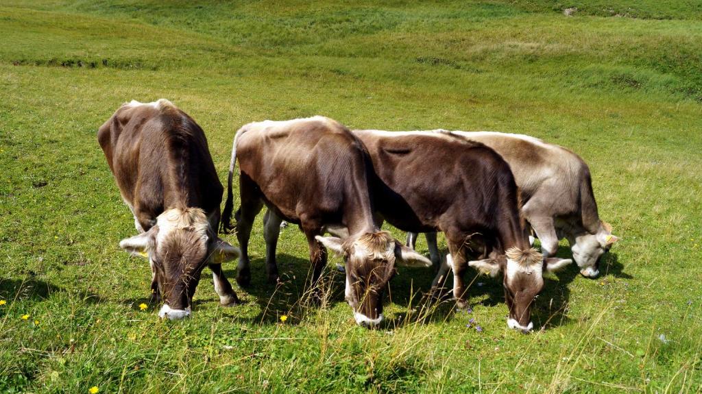 Altri animali domestici presso l'hotel o nei dintorni