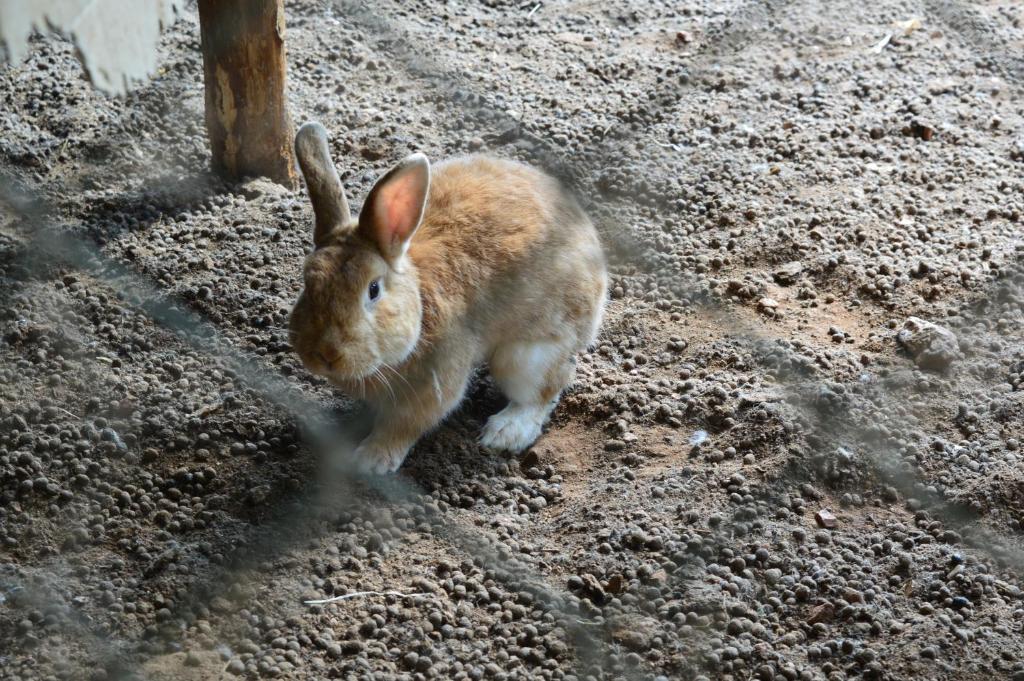 Zwierzęta w gospodarstwie agroturystycznym lub w pobliżu