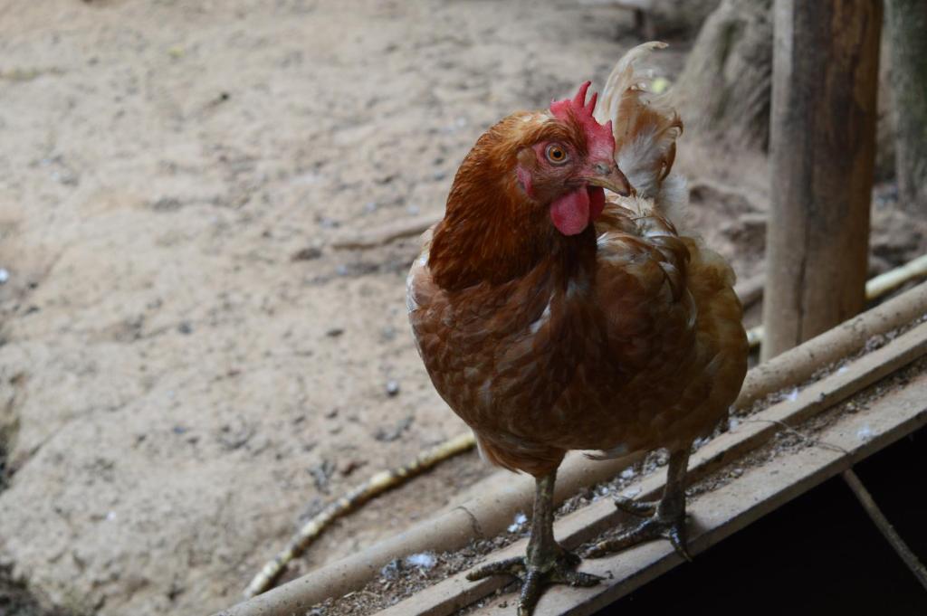 Zwierzęta w gospodarstwie agroturystycznym lub w pobliżu