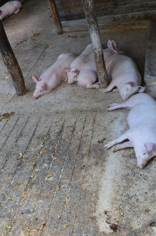 Zwierzęta w gospodarstwie agroturystycznym lub w pobliżu