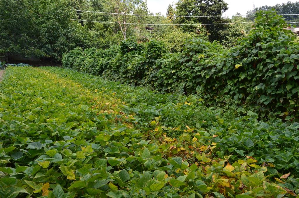 Ogród w obiekcie Agriturismo E Turre