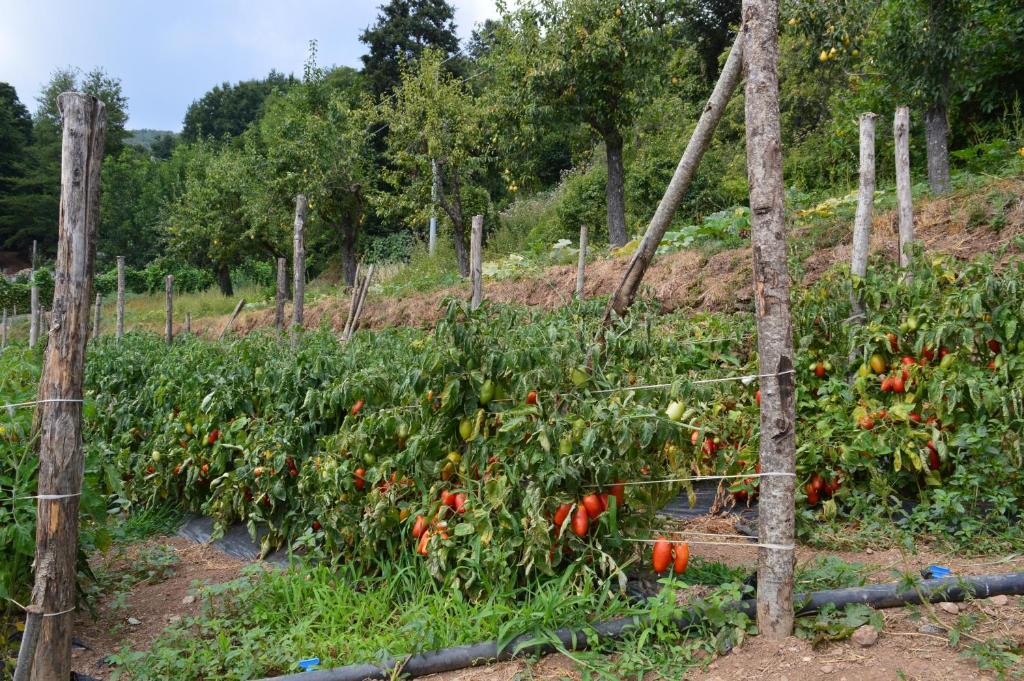 Ogród w obiekcie Agriturismo E Turre