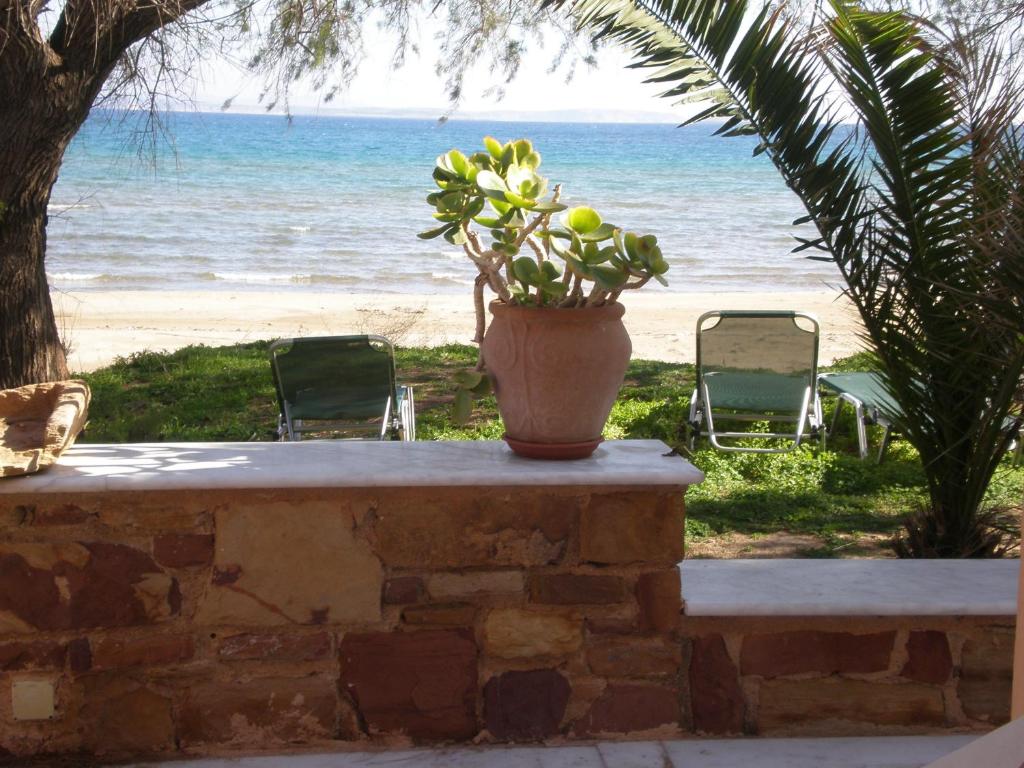 une plante en pot assise sur un mur près de la plage dans l'établissement Spiti Anatoli, à Karfas